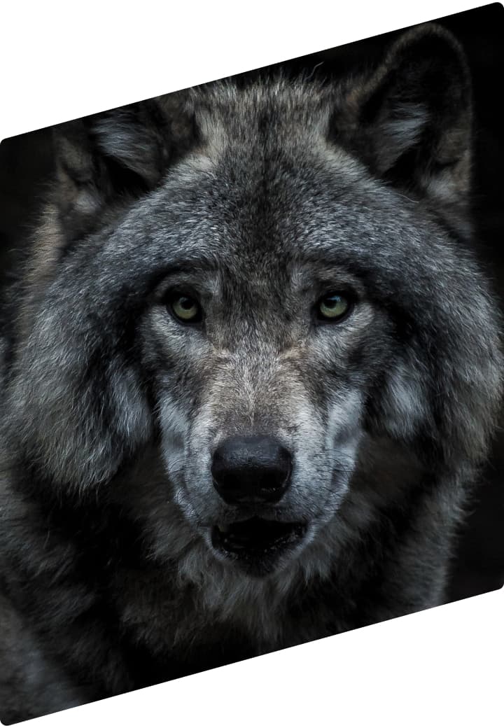 Foto Perfil Lobo
